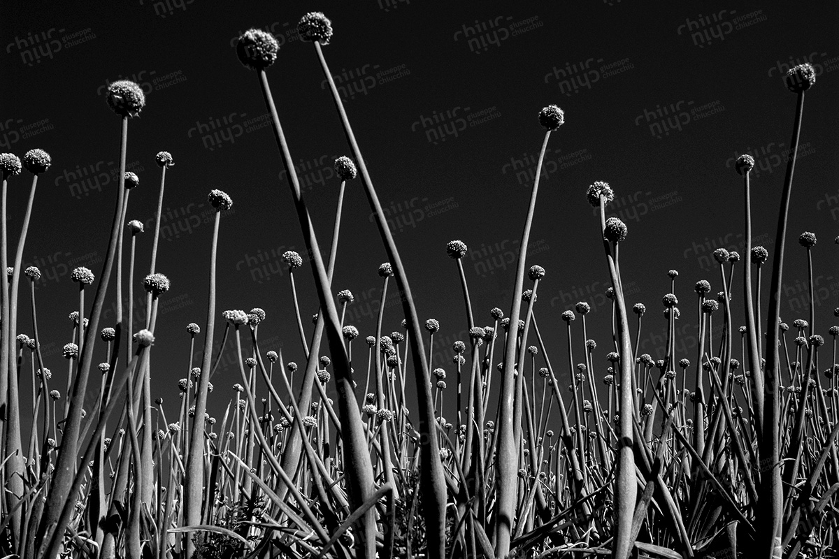 Italy - Onion field in the sun